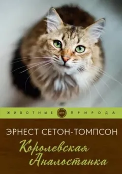 Королевская Аналостанка / Трущобная кошка