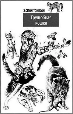 Королевская Аналостанка / Трущобная кошка
