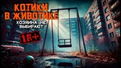 Котики в животике