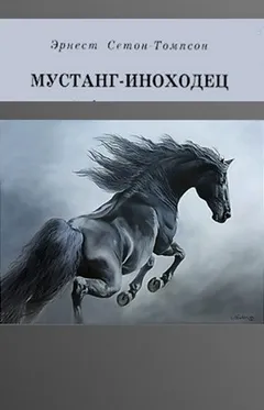 Сборник «Мустанг-иноходец». Рассказы о животных.