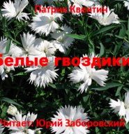 Белые гвоздики